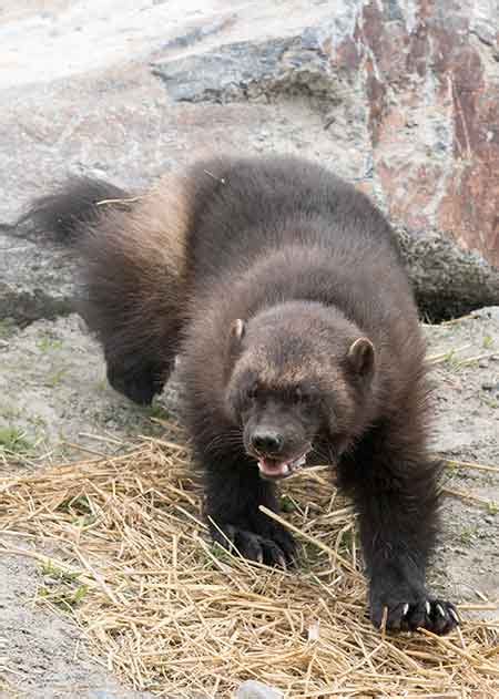 Breeding Wolverines, Alaska Department of Fish and Game.
